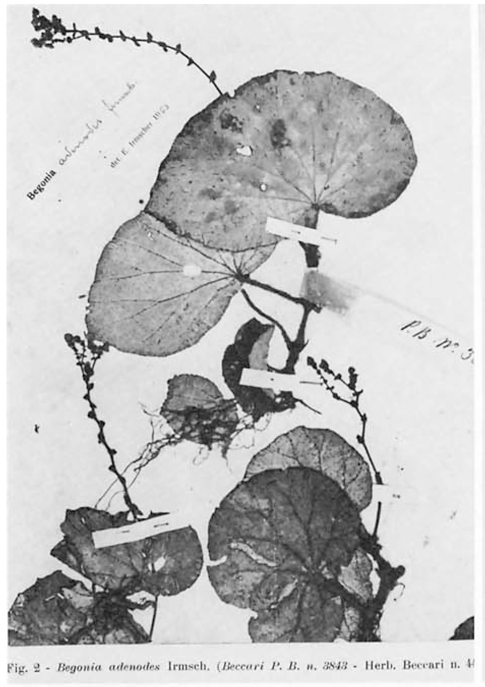 B. adenodes
